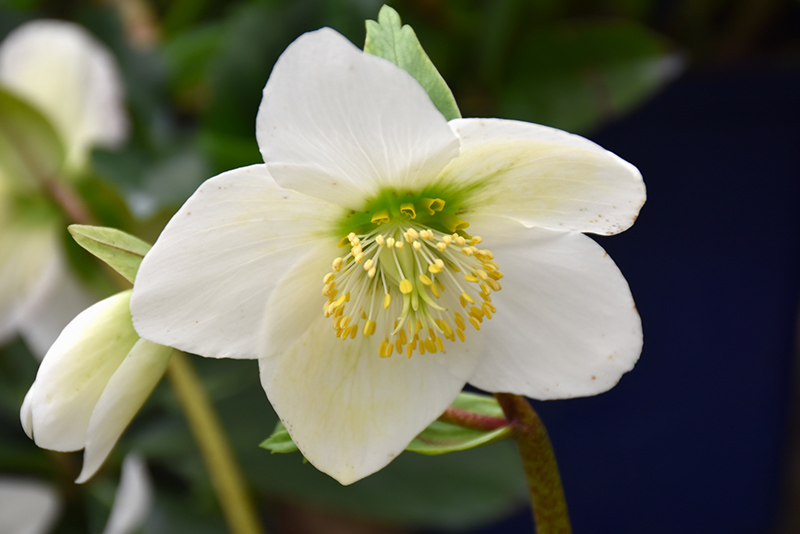Christmas Rose (Helleborus niger) in San Antonio, Texas (TX) at