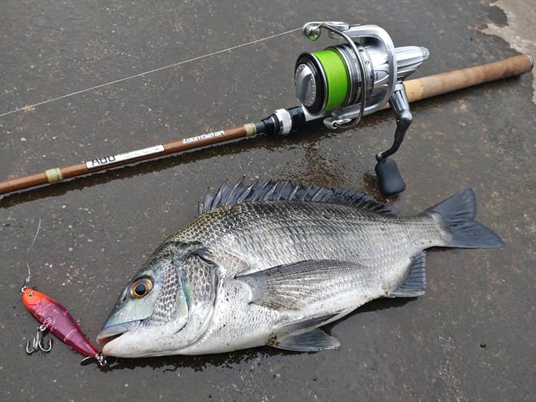 湘南の夏の釣りを「カーディナル3 SX（アブガルシア）」で満喫！ LT