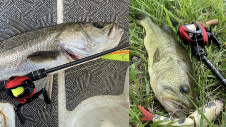 Revo史上最大》ひと巻き112cm！ロケット級ハイギア『レボ5 ロケット