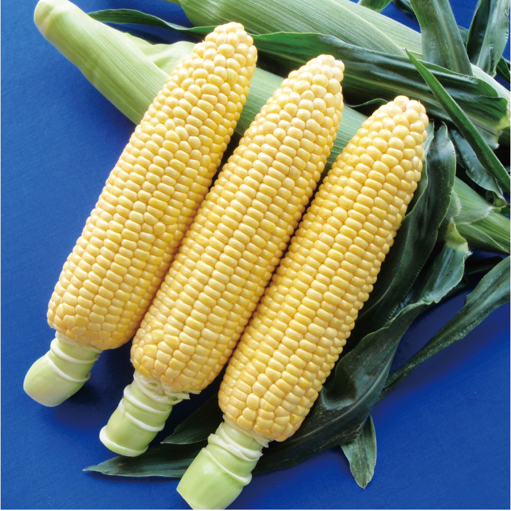 スイートコーン種子】味来1364_2000粒 | 株式会社PsEco（ピーエスエコ）