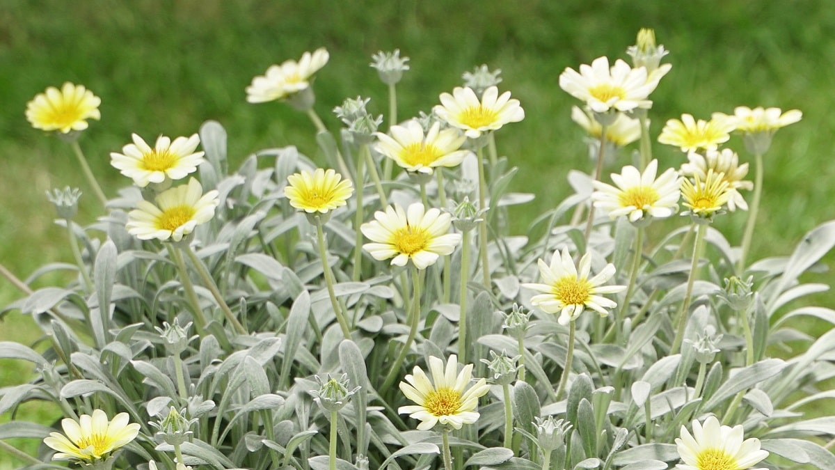 ガザニア ビースト | PROVEN WINNERS (PW)【植物の国際ブランド】