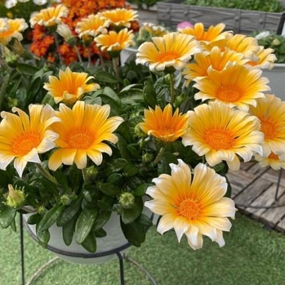 ガザニア ビースト | PROVEN WINNERS (PW)【植物の国際ブランド】