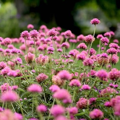 2021年新品種 | PROVEN WINNERS (PW)【植物の国際ブランド】