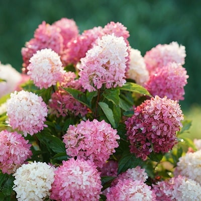 2021年新品種 | PROVEN WINNERS (PW)【植物の国際ブランド】