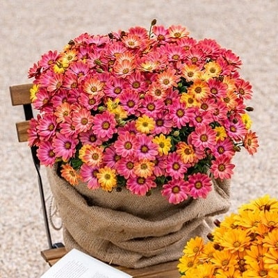 お花の苗 ブルーピンク 黄色 楽天市場】ブルー系 花苗の通販