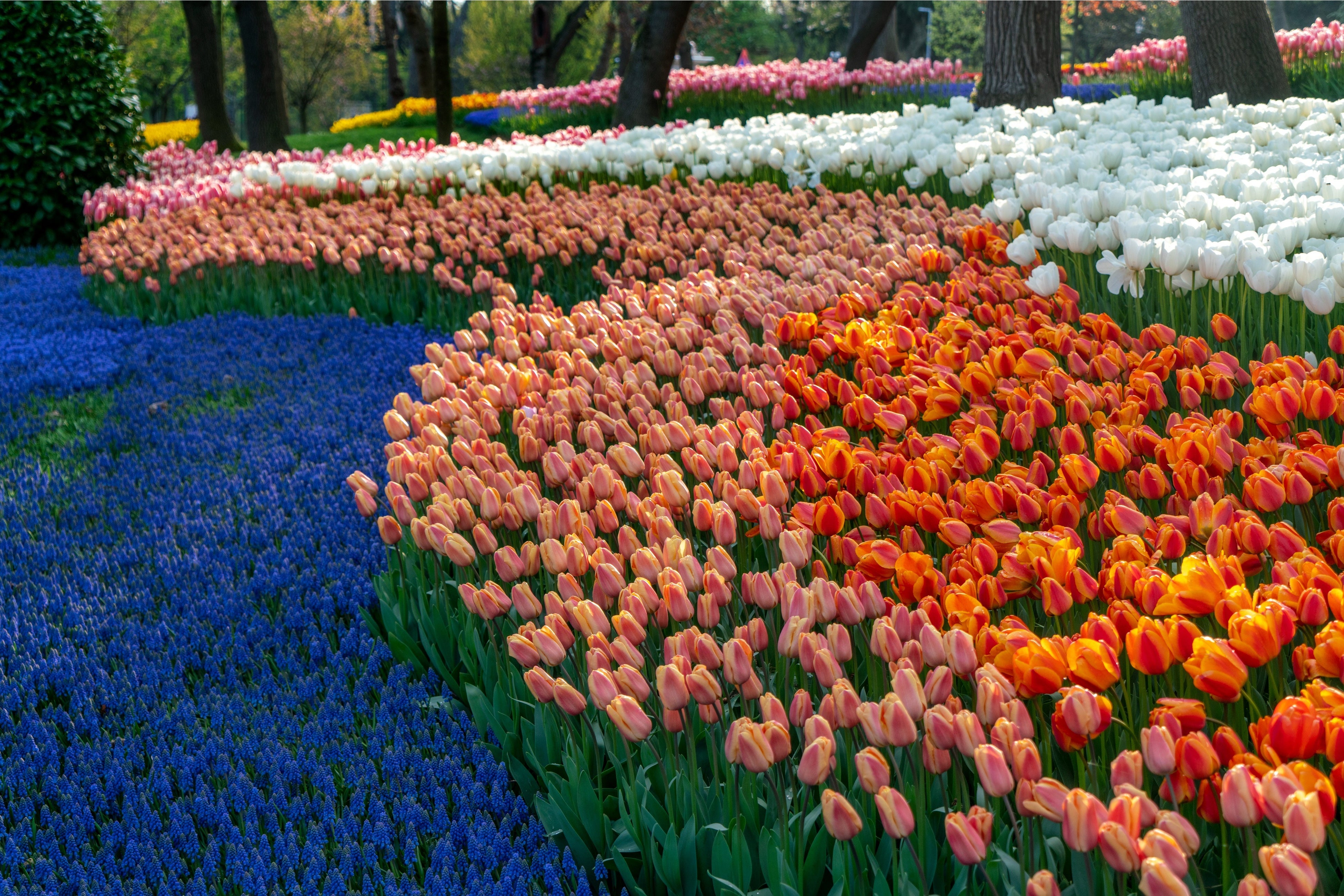 トルコのシンボル「チューリップ」「イスタンブル チューリップ祭り」4