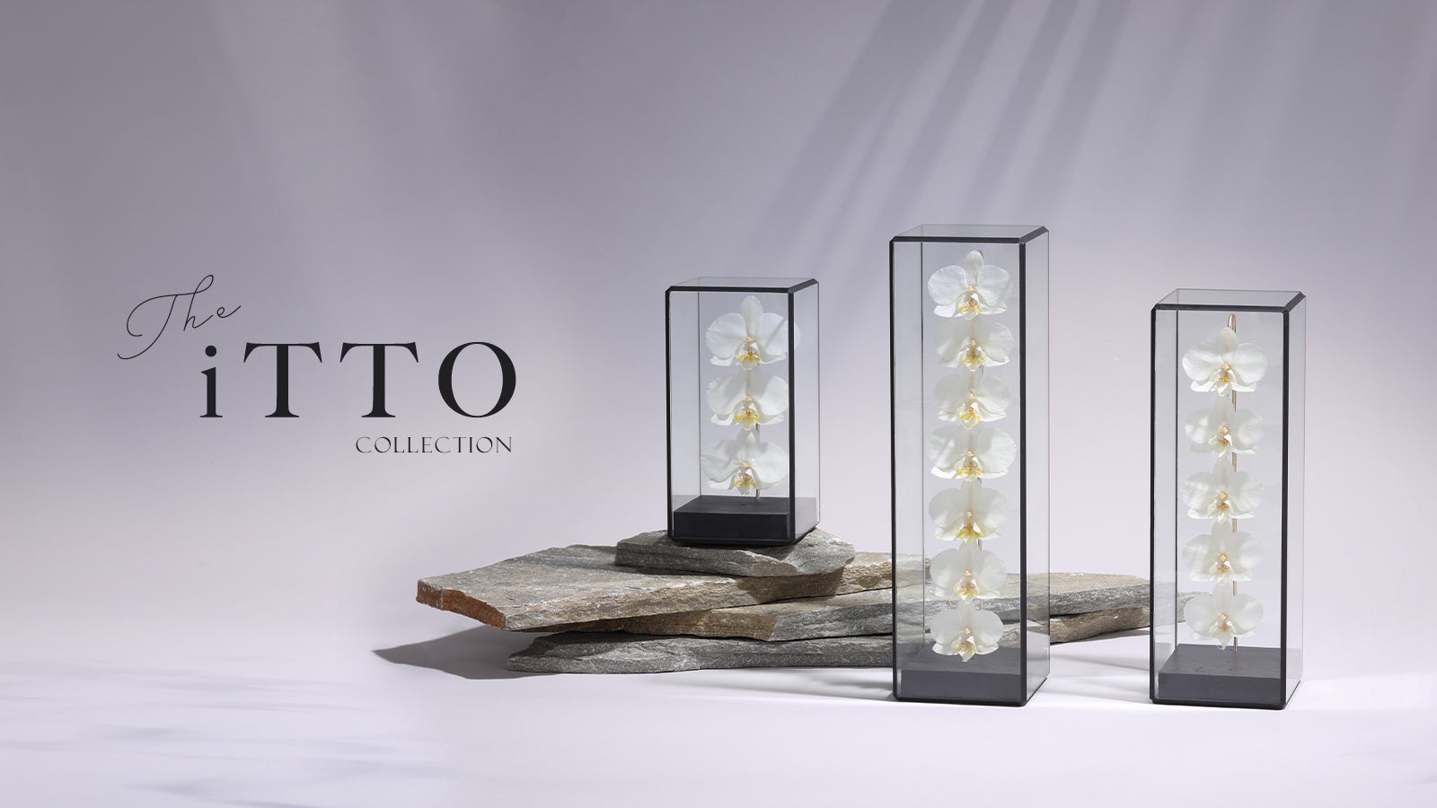 新商品リリース】胡蝶蘭のドライフラワー専門店「iTTO GINZA」から假屋