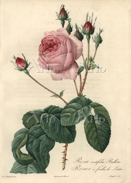 ピエール＝ジョゼフ・ルドゥーテ 「バラ図鑑」 [103153032]のアート