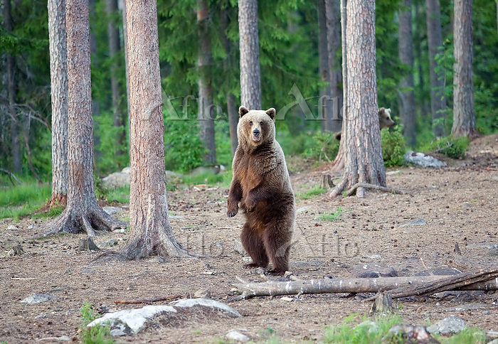 ユーラシアヒグマ [165468946]の写真素材 - アフロ