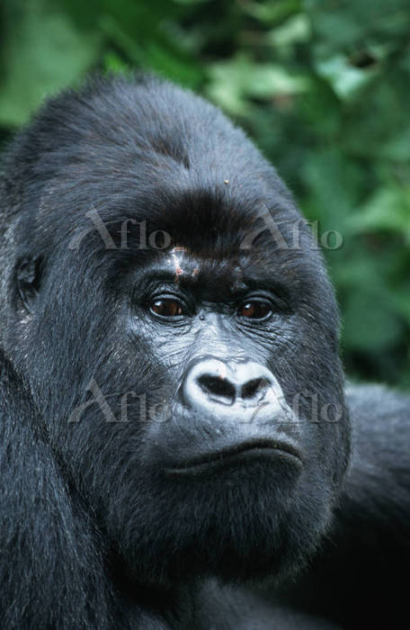 マウンテンゴリラ シルバーバック 絶滅危惧種 熱帯雨林 [1183106]の