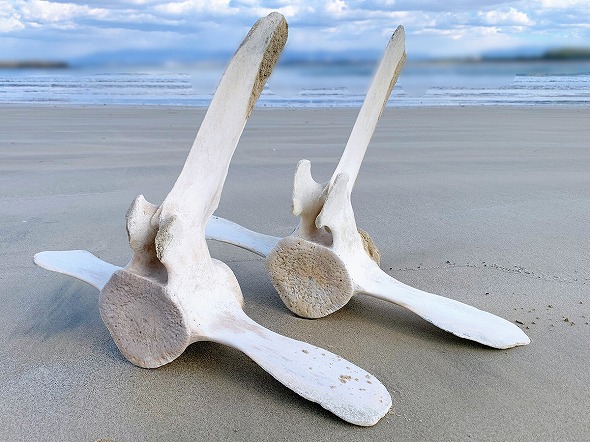 浜辺でずっと欲しかったクジラの骨を発見→持ち帰ろうと思ったら思わぬ