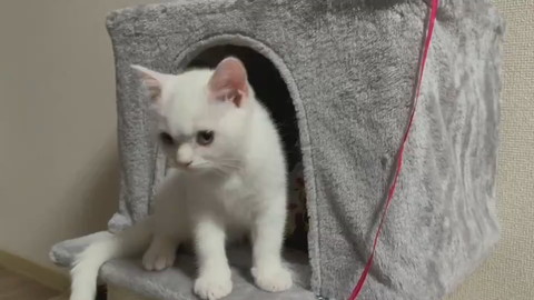 最高にかわいく鳴く子猫→オラオラなヤンキー顔に 表情豊かな姿に「魂