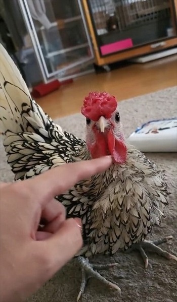 にわとりが“肉垂れ”をプルプルされてウットリ夢見心地になり…… 「やわ