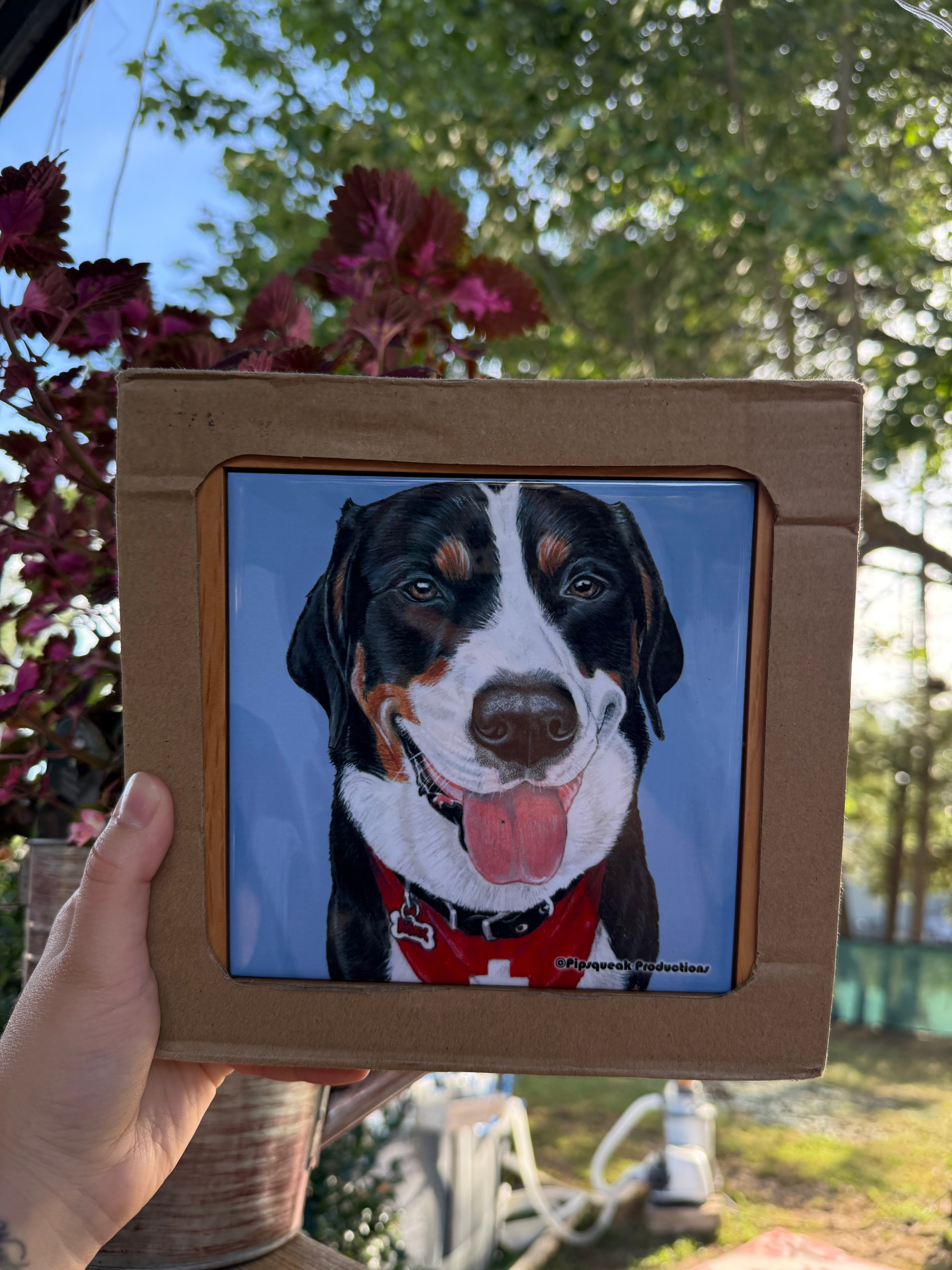 Greater Swiss Mountain Dog – Prime Shiba Shop