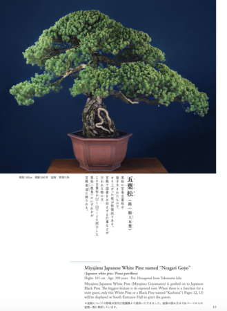 一般公開されていない貴重な皇室の盆栽を公開。『宮中の盆栽』（扶桑社