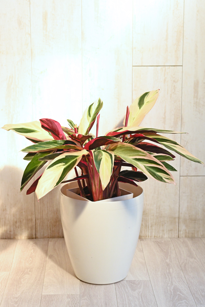 ストロマンテ トリオスター7号 （ラスターポット付） | 6,500円 | 胡蝶