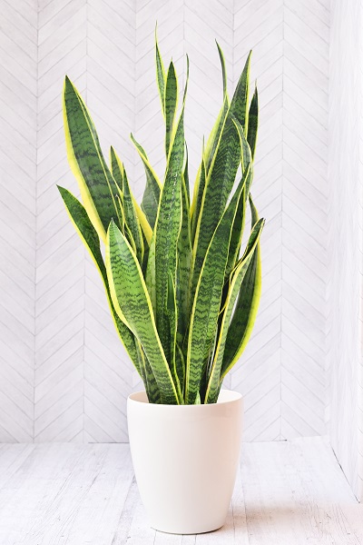 サンセベリア7号 （ラスターポット付） | 6,500円 | 胡蝶蘭 高級