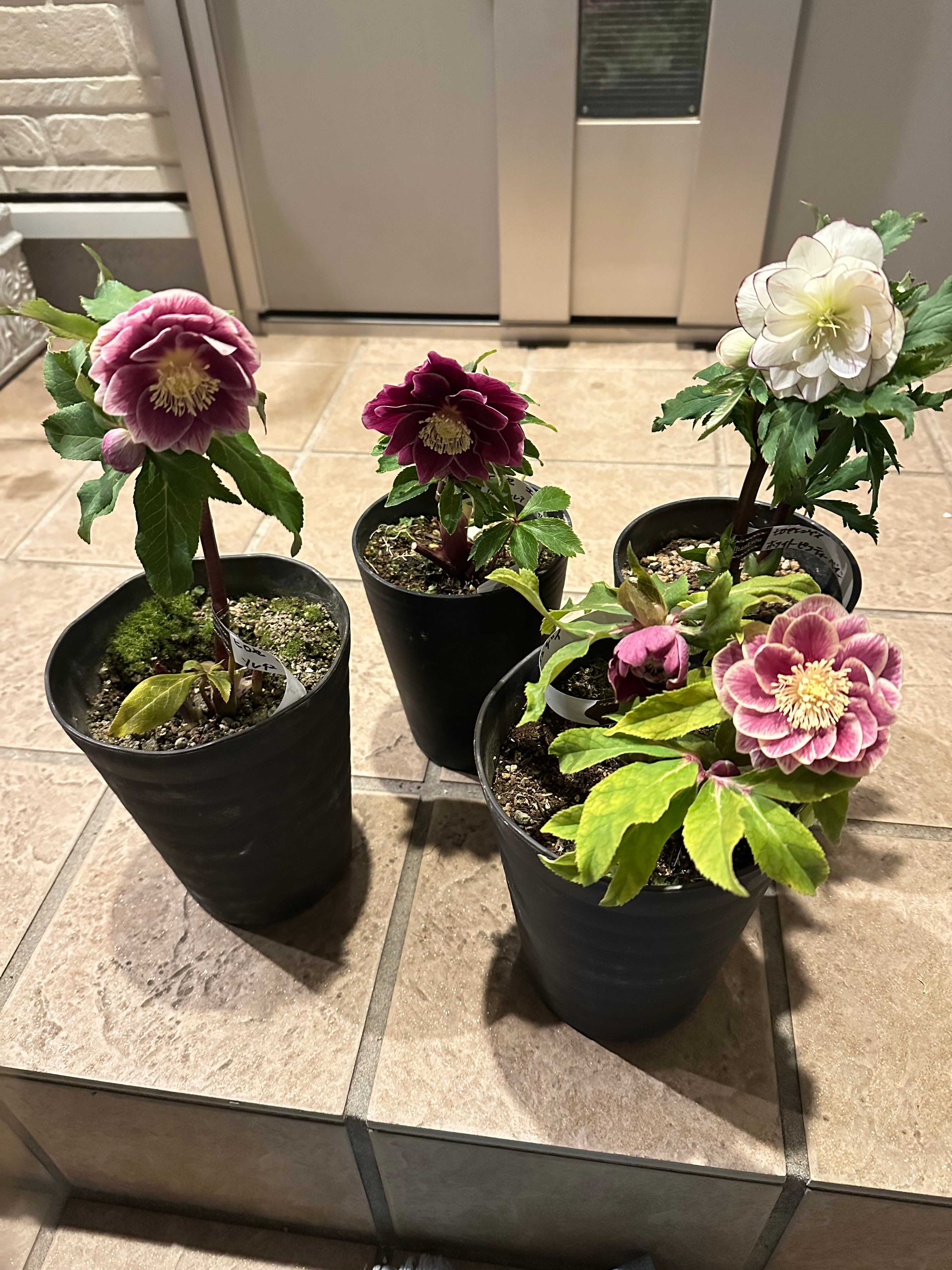 25℃ クリスマスローズ 苗 ソレイユ セット 25℃ クリスマスローズ 苗