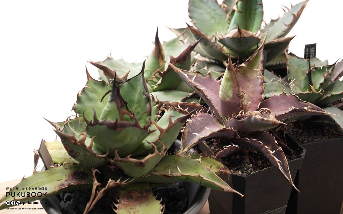 アガベ チタノタ ノーネーム Agave titanota 'No Name'｜多肉植物図鑑
