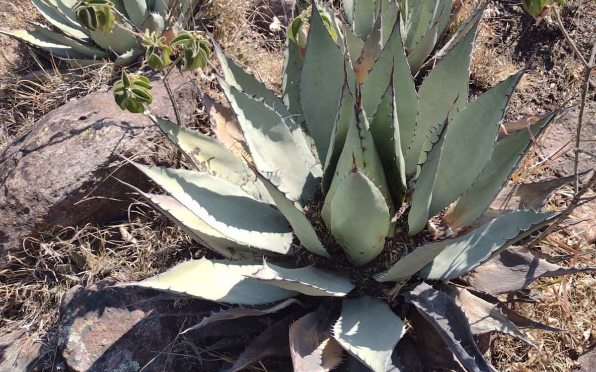 アガベ フレキスピナ Agave flexispina｜多肉植物図鑑 PUKUBOOK