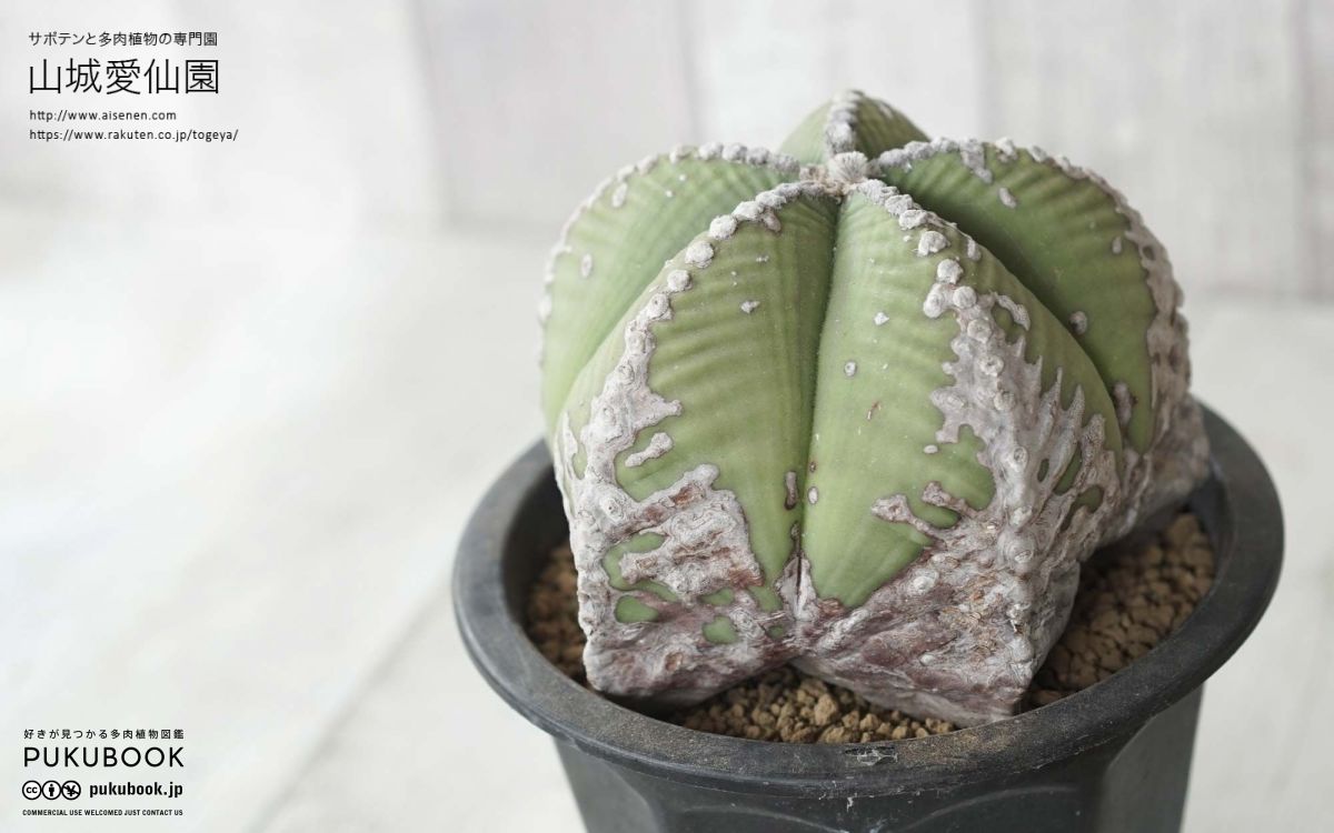 アストロフィツム ストロンギロゴナム Astrophytum myriostigma var