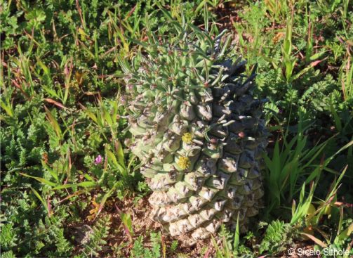 Euphorbia schoenlandii | PlantZAfrica