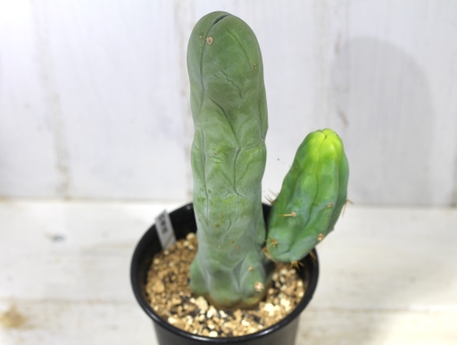 ビッグで綺麗なのが来ました！ [サボテン][柱] 成程柱（珍宝閣）LL