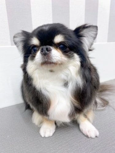 中央区八丁堀店 チワワの全身カット☆ | ブログ | 江東区でトリミング