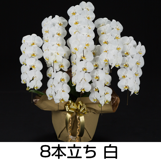 法人様向け贈答用胡蝶蘭販売「蘭贈くん」 / 胡蝶蘭大輪 8本立ち