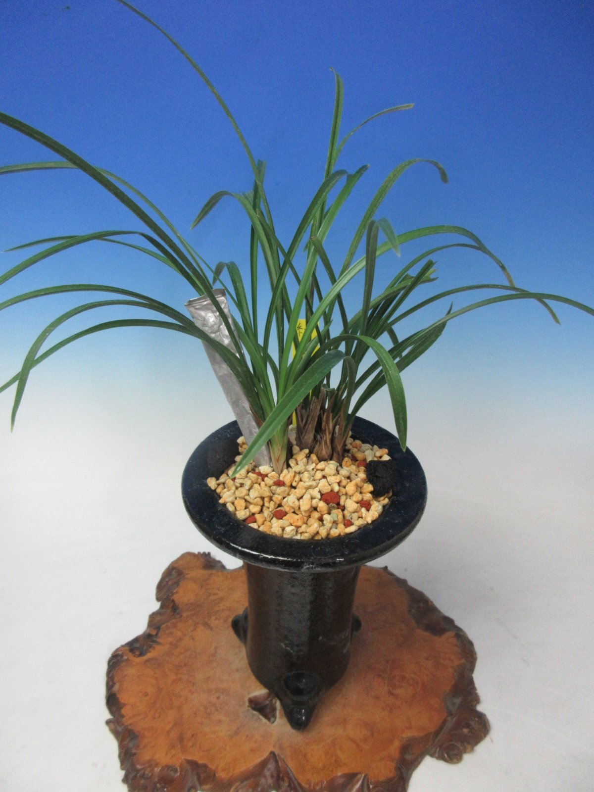 NS-10 日本春蘭 朱金花 「紅天の花」 上木 10本立ち 花付き - 蘭万園