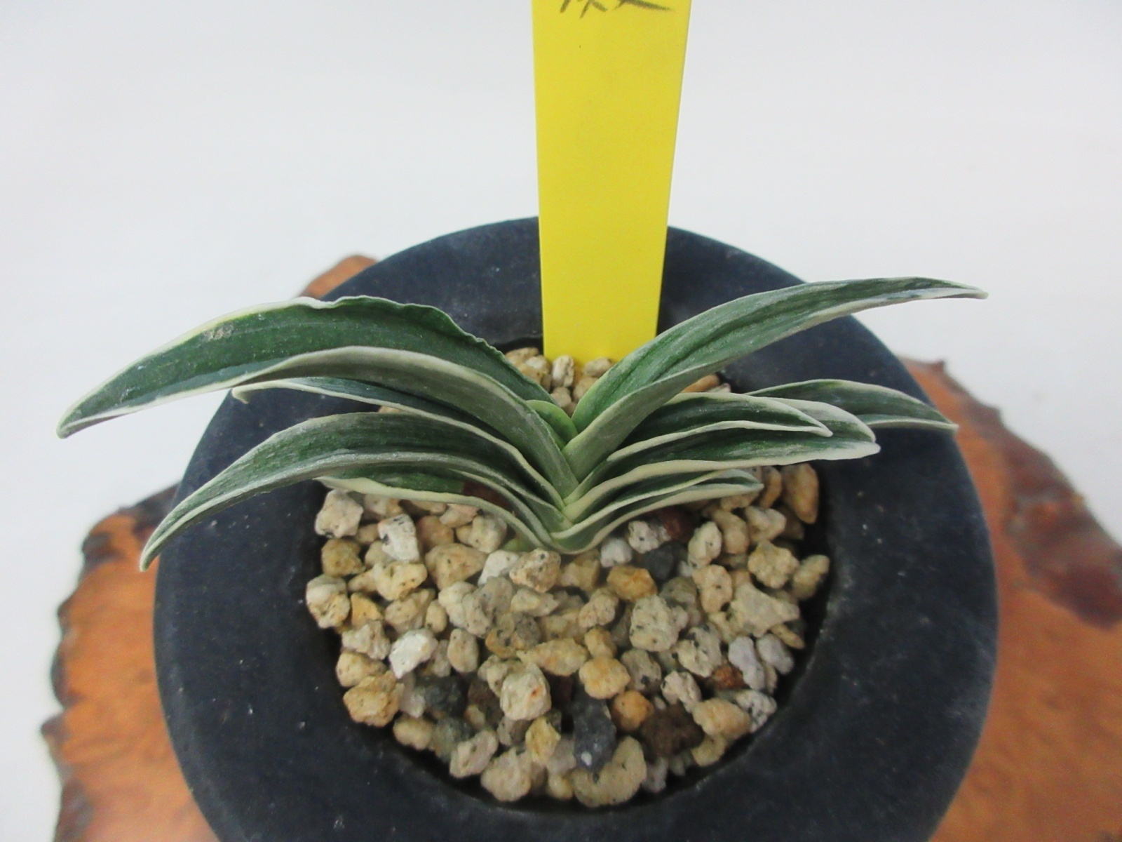 O-5 万年青 羅紗 「富国殿」 中上木 1本立ち - 蘭万園オンライン