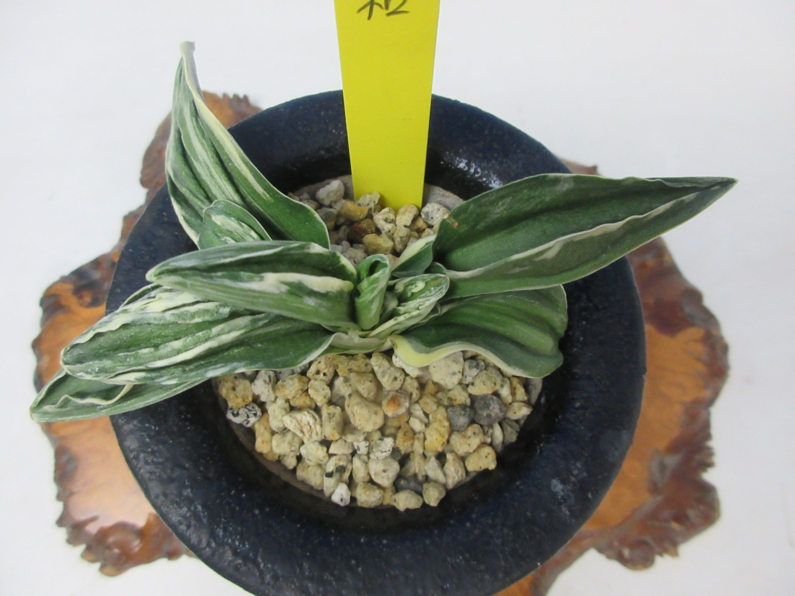 O-1 万年青 羅紗 「力和」 上木 1本立ち - 蘭万園オンラインショップ