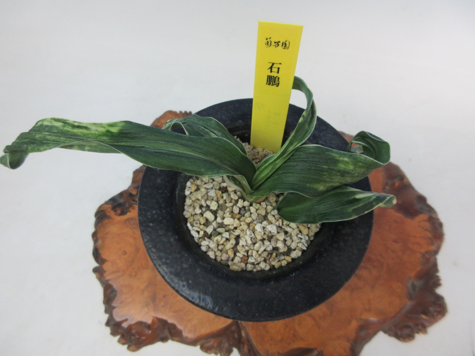 O-19 万年青 獅子 「石鵬」 中木 1本子付き - 蘭万園オンライン