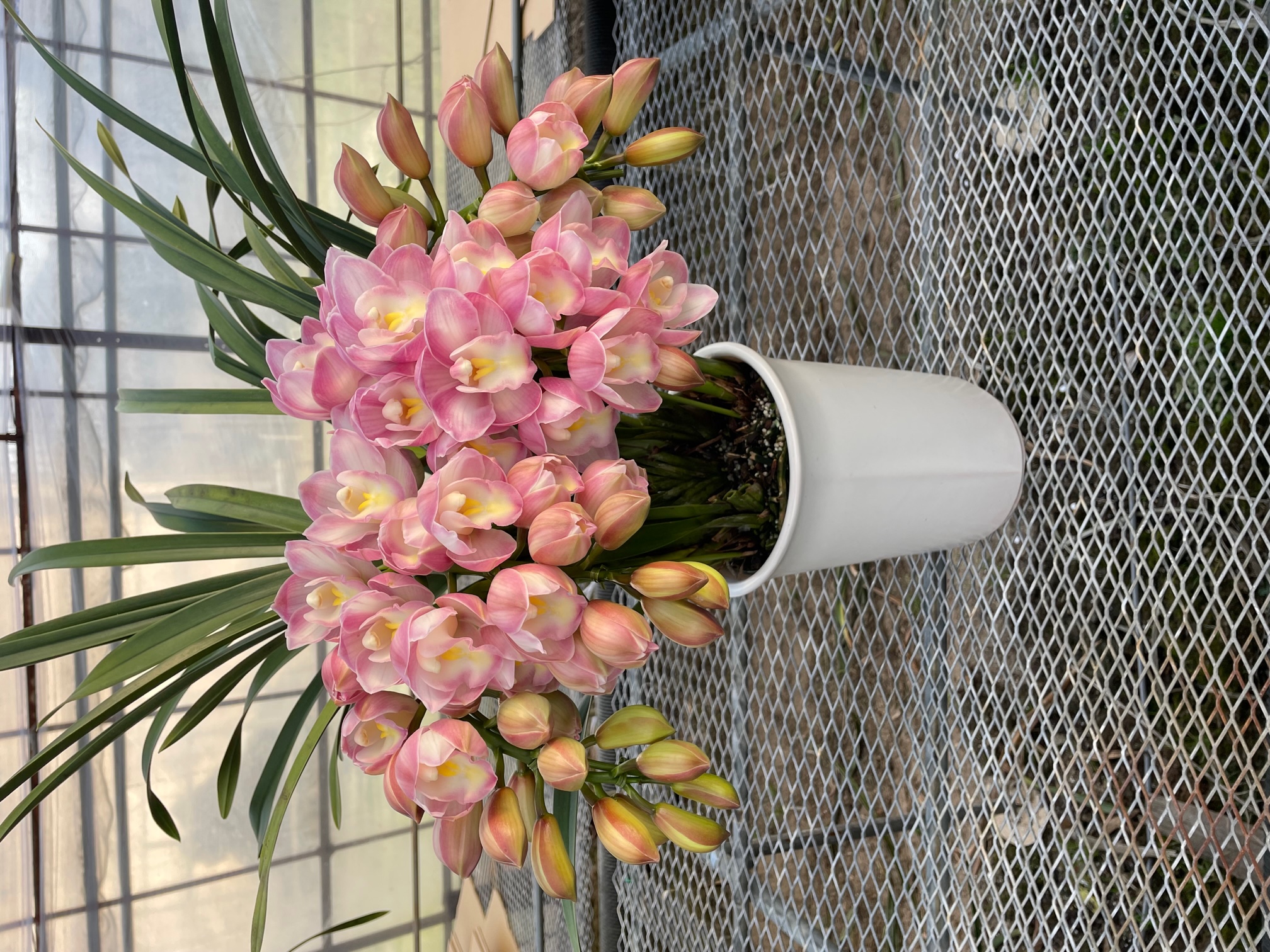 坂野洋らん園 / ピンクのシンビ