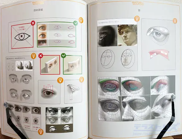 スカルプターのための美術解剖学をレビュー！図解で理解する人体構造を