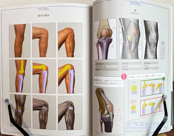 スカルプターのための美術解剖学をレビュー！図解で理解する人体構造を