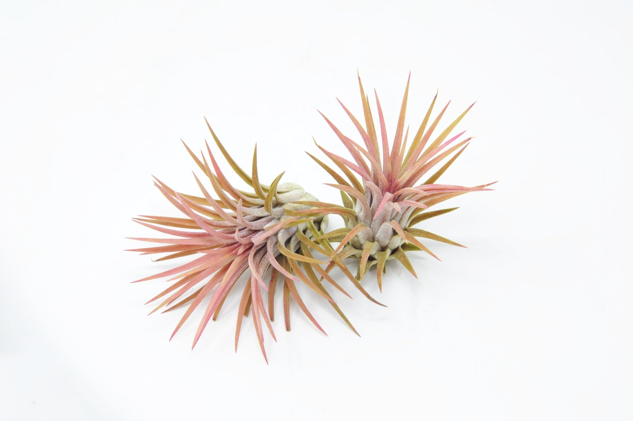 Tillandsia ionantha 'Predator' – Rainforest Flora