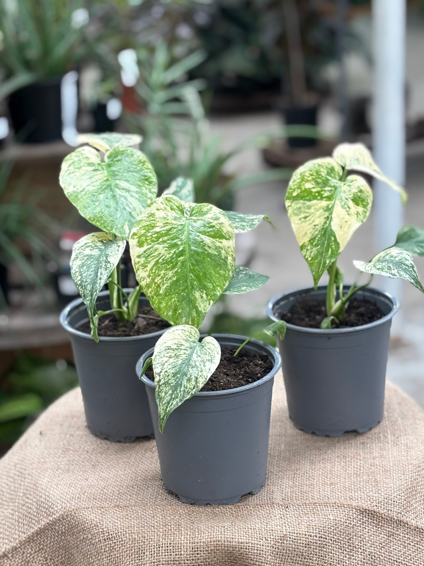 Monstera deliciosa 'Mint' in 12 cm pot – Rasmussen Gardens