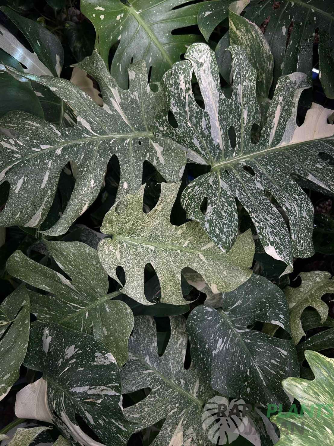 モンステラ・デリシオーサ 'スターライト' Monstera deliciosa