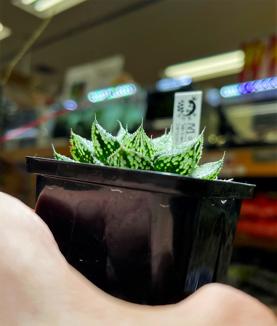 ハオルチアの深い森へようこそ | 名古屋のペットショップRemix