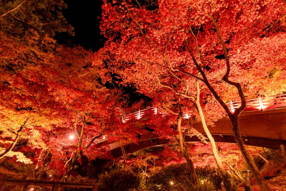 紅葉を上手に撮るテクニックとは？おすすめのカメラとレンズも解説