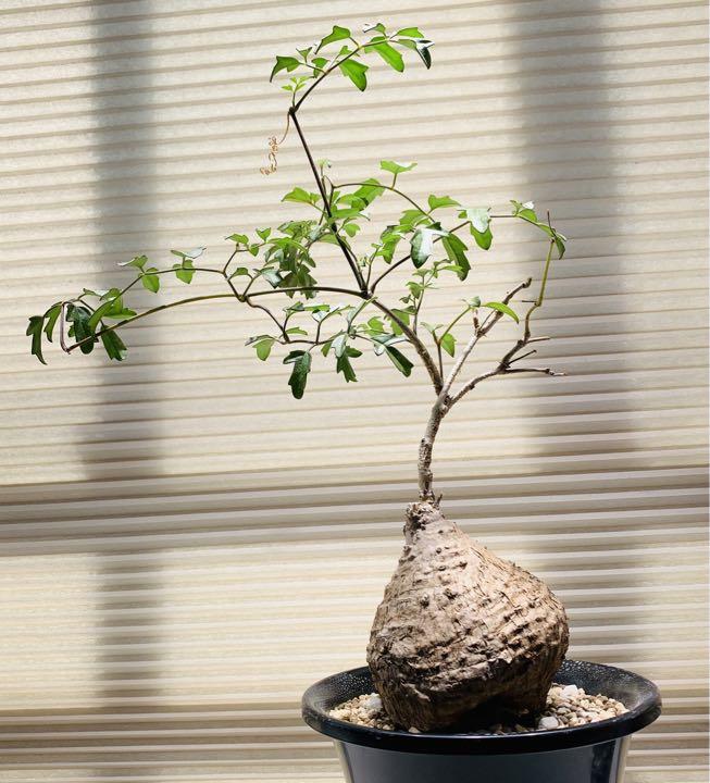 キフォステンマ エレファントプスの実生観察 |