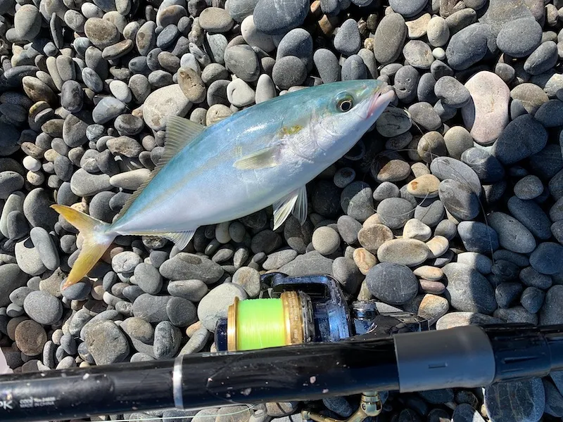 シマノ / 14 ブルズアイ】遠投カゴ釣りにおすすめな大型リールを紹介