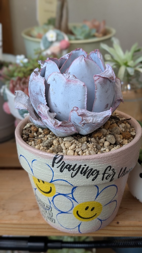 農園直売 多肉植物 寄せ植え エケベリア属 カンテ（特大） 美苗 抜き苗