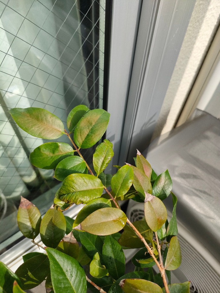 ジャボチカバ 苗 【大葉 四季成り性 ジャボチカバ】 3年生 接ぎ木