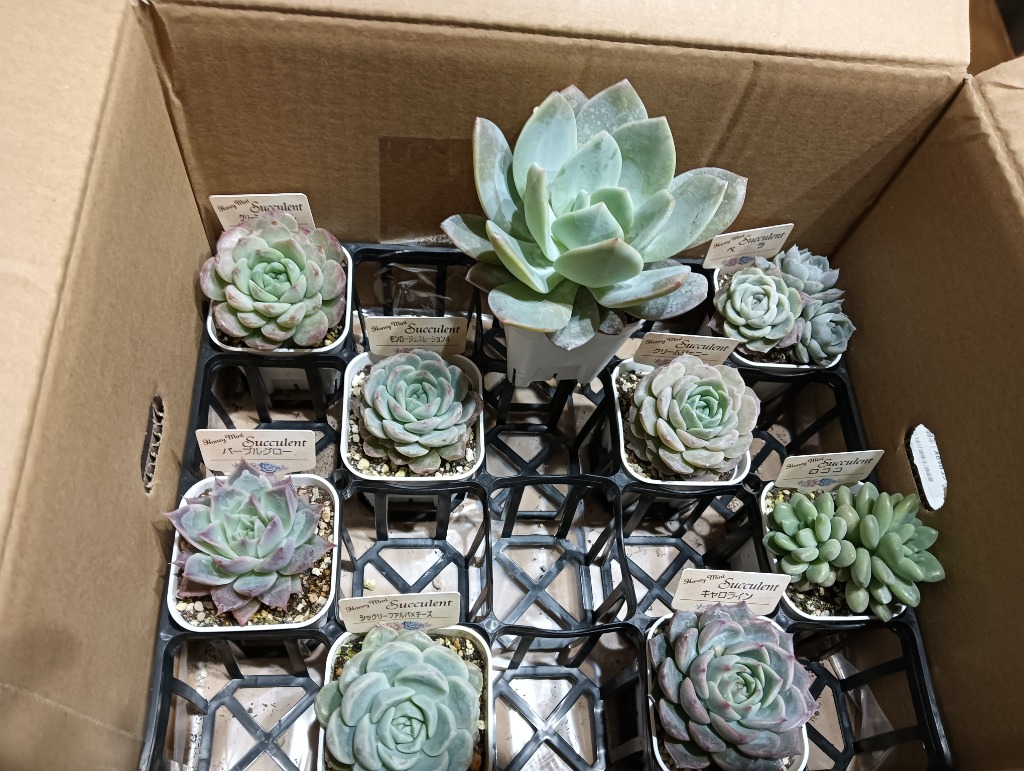 ☆送料無料☆多肉植物苗9種類セット☆おひとり様1セット限り！（一部