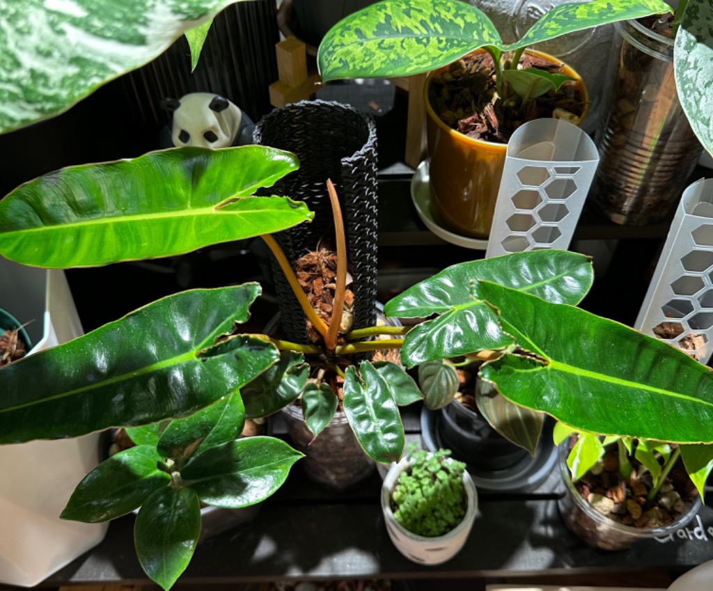 株小さめ】観葉植物 フィロデンドロン ビレッティアエ(ビレッタエ) 3.5