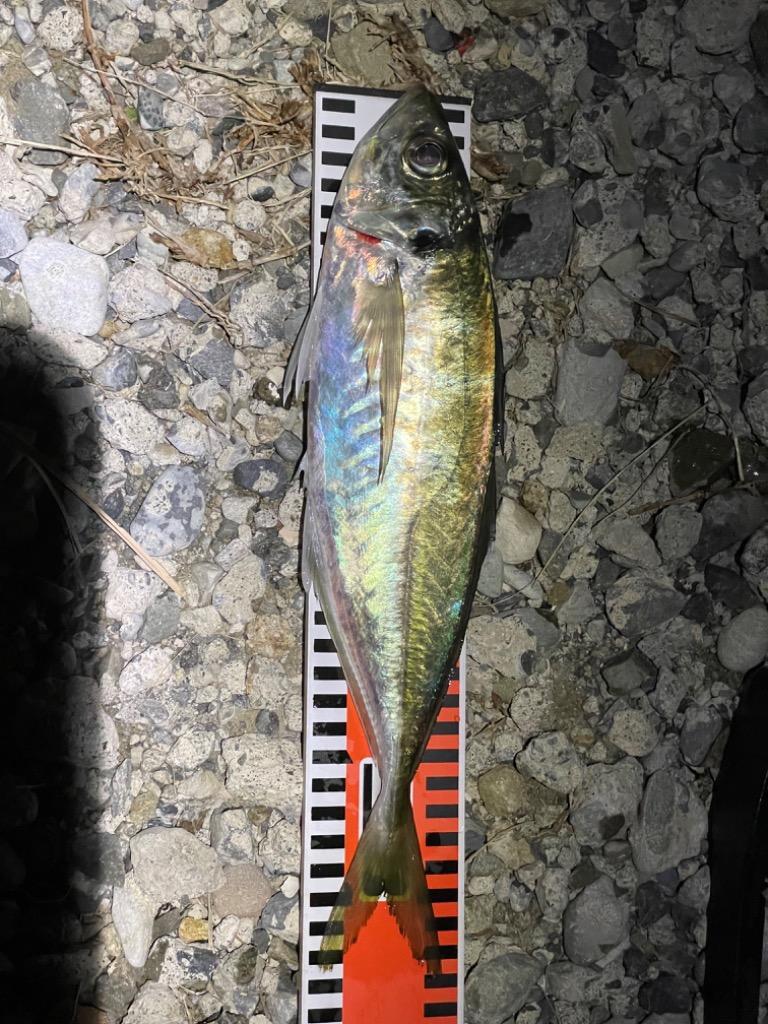 Major Craft（メジャークラフト） 決算セール 鯵道 5G AD5-S832FC/AJI