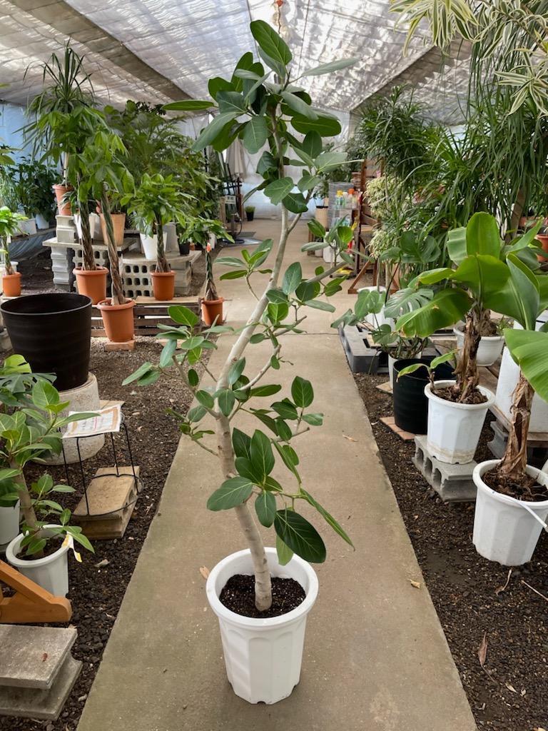 送料無料 観葉植物 フィカス ベンガレンシス幹曲り10号 立札