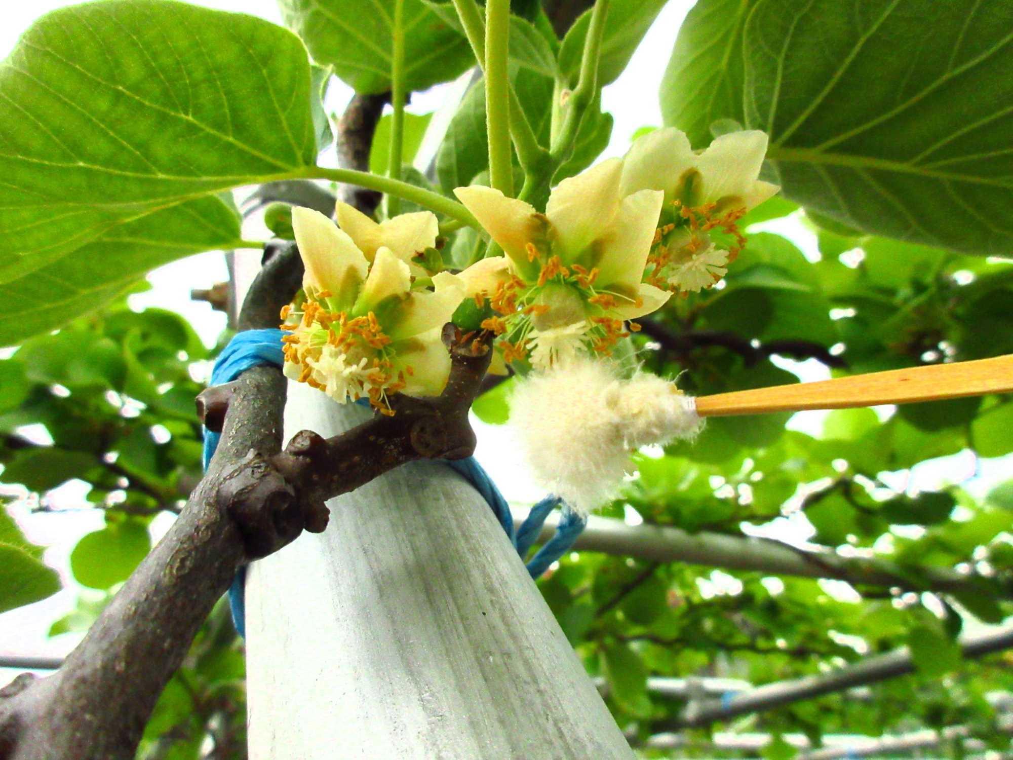果樹の苗 キウイの花粉（キウイフルーツ受粉用） : 園芸ネット - 通販